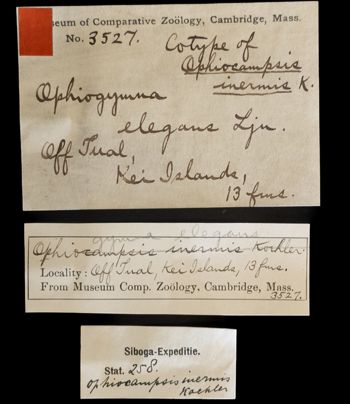 Media type: image;   Invertebrate Zoology OPH-3527 Description: Handwritten labels for this specimen included in the specimen tray.;  Aspect: labels